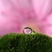 緑に咲く花