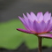 蓮花