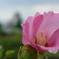 芙蓉の後ろは掛川城
