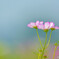 COSMOS