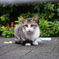 やせねこ
