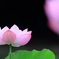 花便り　- 初秋の蓮華 -