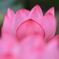 花便り　- 蓮華座 -