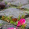花びら