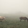 The world where is filled with the fog　3