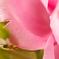 薔薇とクモ