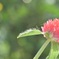 小さな花壇