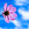 秋桜