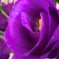 薔薇ではない紫の花