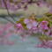 河津桜