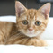 cat2