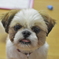 愛犬レオ君