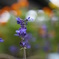 庭の花