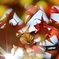 Autumn In Maple