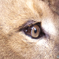 Lion's eye