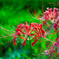 Red spider lily 2