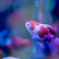 Art-Aquarium.09.02.2015-17