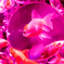 Art-Aquarium.09.02.2015-9