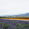 お花畑at Tomita Farm