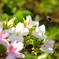 ハチ８蜂八鉢