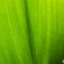 『 Green Planet 』