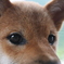 眼差し