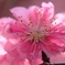 春、満開