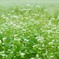 蕎麦の花