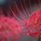 曼珠沙華