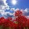 秋雲と曼珠沙華