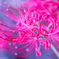 曼珠沙華の妖精２