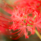 曼珠沙華の妖精３