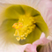 芙蓉