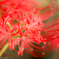 曼珠沙華の妖精４