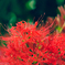 曼珠沙華の妖精７
