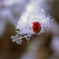雪のカタチ