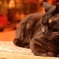 ねこ
