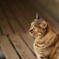 廃校　猫校長
