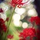 彼岸の花