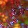 初夏の紅葉