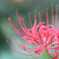曼珠沙華