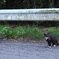くつ下はいたねこ