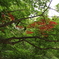 紅葉初期