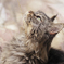 maincoon