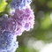 紫陽花