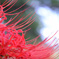 Lycoris