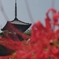 三溪園だより
