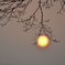 太陽の実