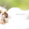 Sleeping Bee