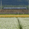 蕎麦畑を見下ろす湖西線